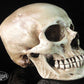 Human Skull Replica