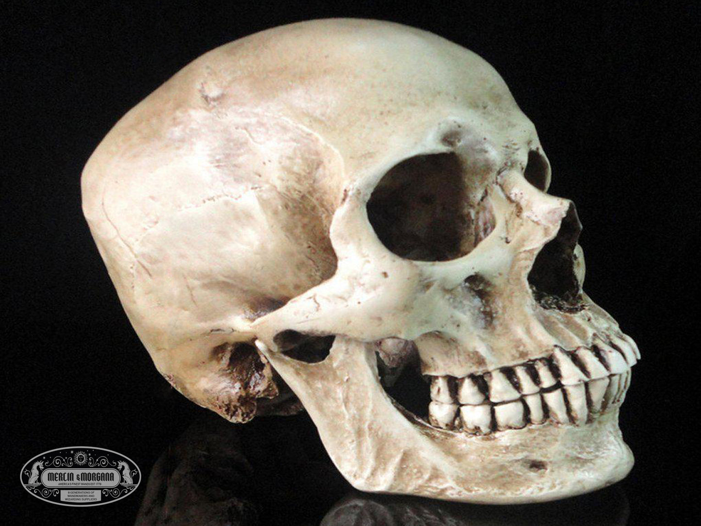 Human Skull Replica