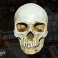 Human Skull Replica